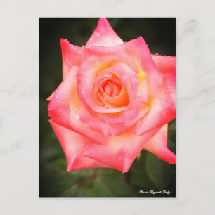 Rosa Elegant Lady Postkarte