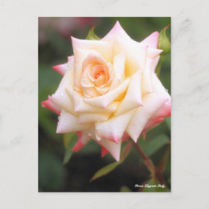 Rosa Elegant Lady Postkarte