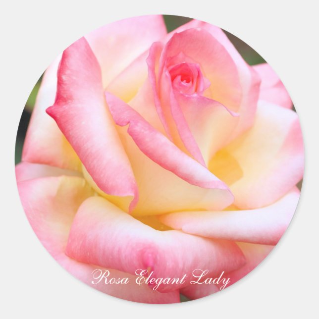 Rosa Elegant Lady [Round Seal] Runder Aufkleber (Vorderseite)