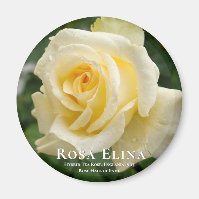Rosa Elina Magnet (Vorne)