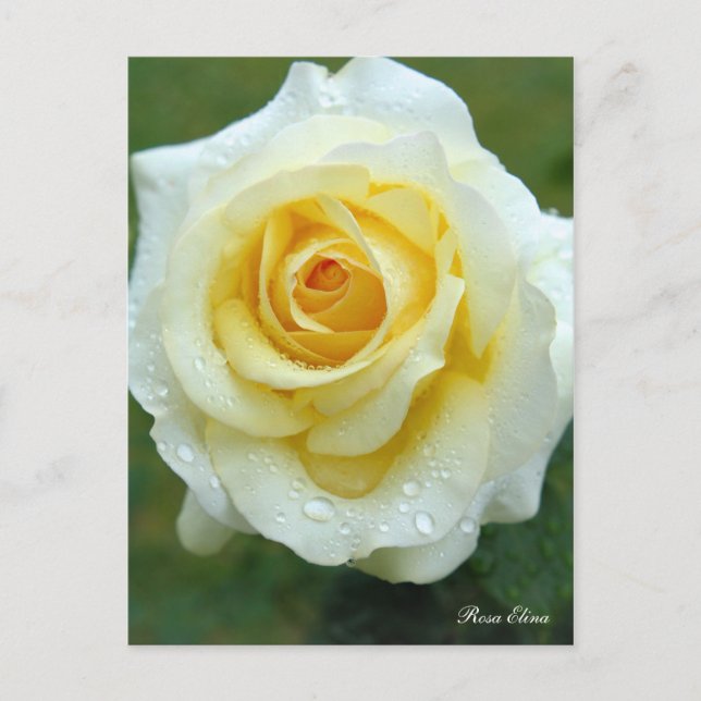 Rosa Elina [Postkarte] Postkarte (Vorderseite)