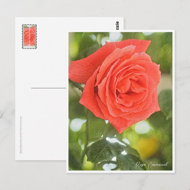 Rosa Emanuel Postkarte (Vorne/Hinten)