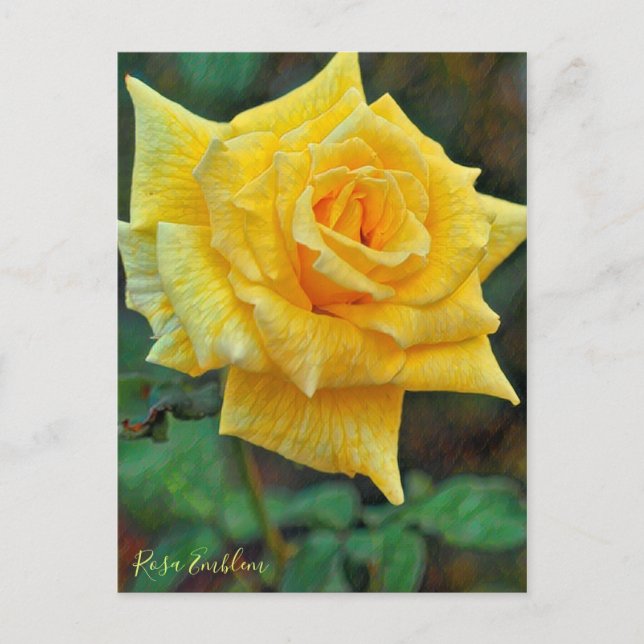 Rosa Emblem [Postcard] Postkarte (Vorderseite)