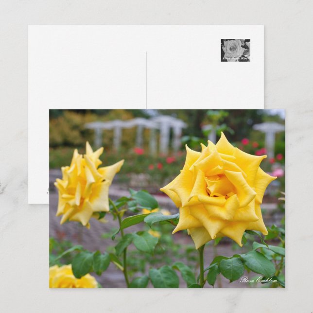 Rosa Emblem Postkarte (Vorne/Hinten)