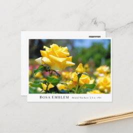 Rosa Emblem Postkarte