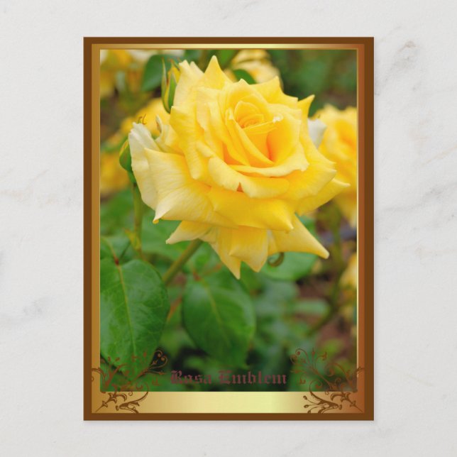Rosa Emblem [Postkarte] Postkarte (Vorderseite)
