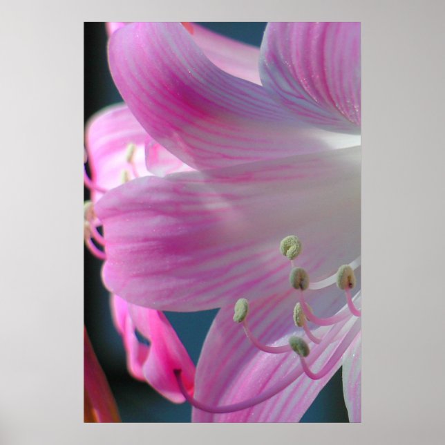 Rosa Embrace Poster (Vorne)