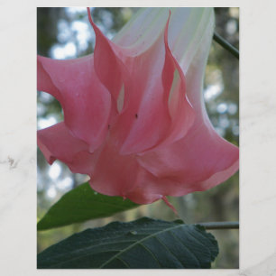 Rosa Engel Trompete Blume