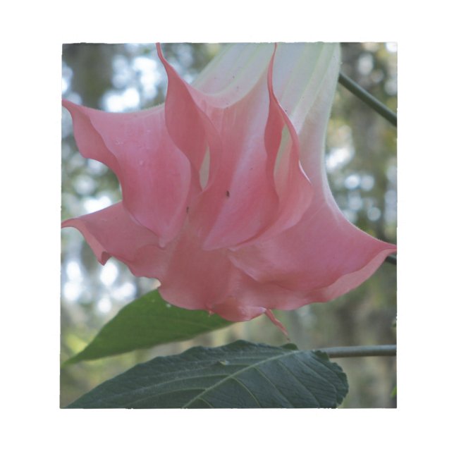 Rosa Engel Trompete Blume Notizblock (Vorderseite)