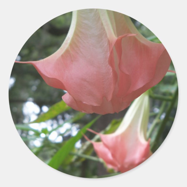 Rosa Engel Trompete Blume Runder Aufkleber (Vorderseite)