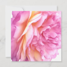 Rosa Englische Rose Blume Floral Blütenblätter Bla