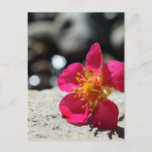Rosa Erdbeeren Blume Fotografie Postkarte