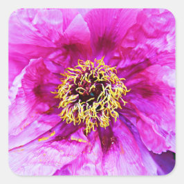 Rosa Explosion Quadratischer Aufkleber