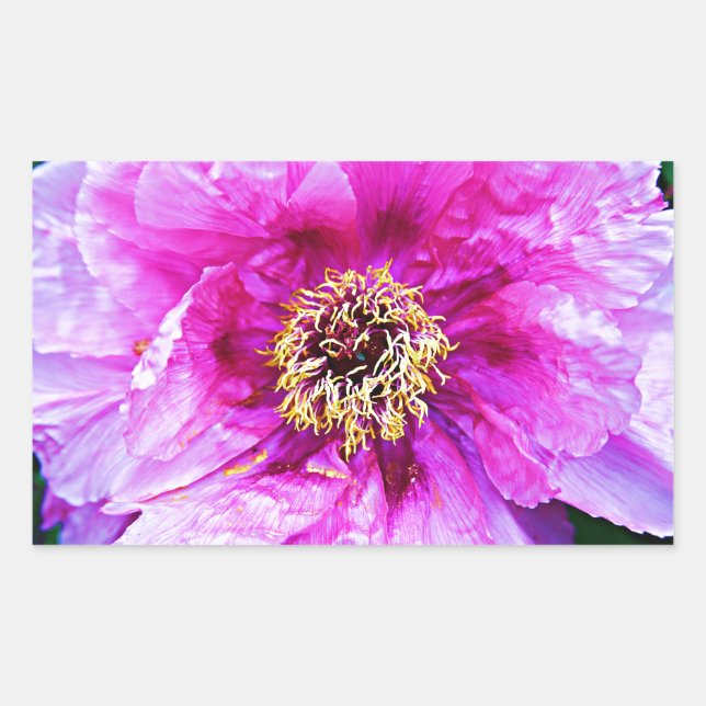 Rosa Explosion Rechteckiger Aufkleber (Vorderseite)