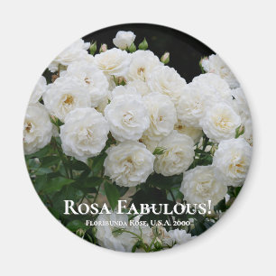 Rosa Fabulous! Magnet