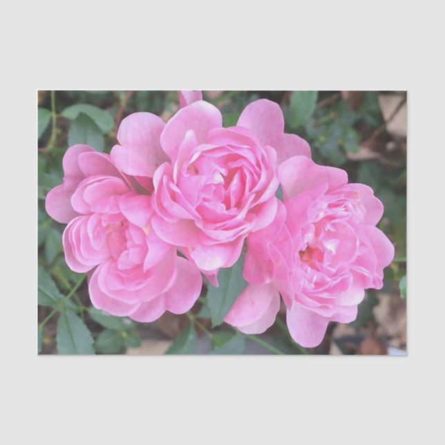 Rosa feenhafte Rosen Seidenpapier (Vorderseite)