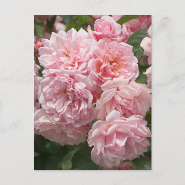 Rosa Felicia Rose Postkarte (Vorderseite)