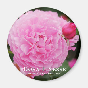 Rosa Finesse グネ Magnet