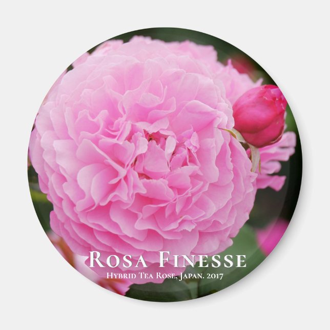 Rosa Finesse グネ Magnet (Vorne)