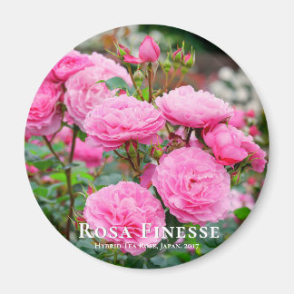 Rosa Finesse グネ Magnet