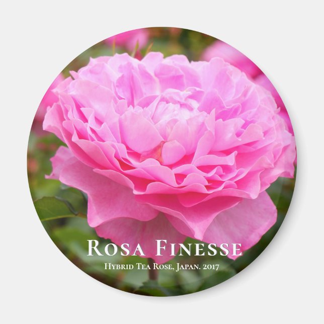 Rosa Finesse Magnet (Vorne)