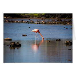Rosa Flamingo auf den Galapagos-Inseln