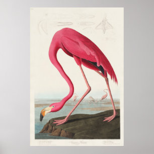 Rosa Flamingo aus Birds of America (1827) Poster