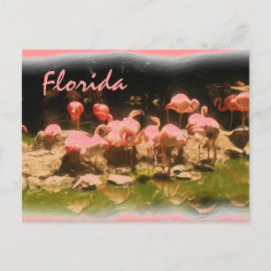 Rosa Flamingo Florida Postkarte