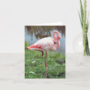 Rosa Flamingo Foto Faltkarte