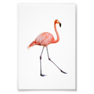 Rosa Flamingo Fotodruck
