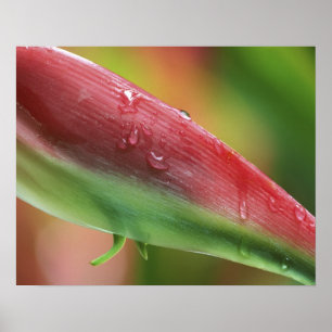 Rosa Flamingo Heliconia (Heliconia chartacea), Hil Poster