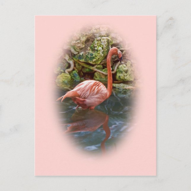 Rosa Flamingo im Fluss Postcard Postkarte (Vorderseite)