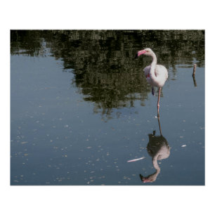 rosa Flamingo im Wasser Poster