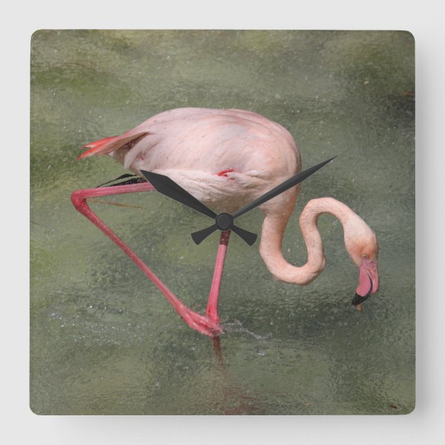 Rosa Flamingo in der Wasser-Uhr Quadratische Wanduhr (Vorderseite)