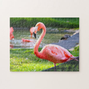 Rosa Flamingo Kalifornien. Puzzle