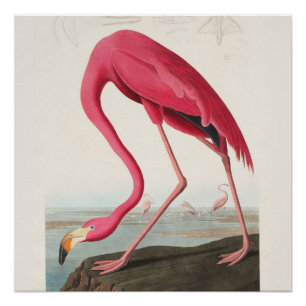 Rosa Flamingo Kunst Poster