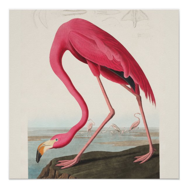 Rosa Flamingo Kunst Poster (Vorderseite)
