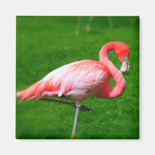 Rosa Flamingo Magnet