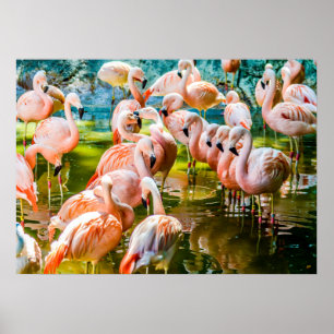 Rosa Flamingo-Plakat Poster