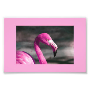 Rosa Flamingo posiert hübsch Fotodruck