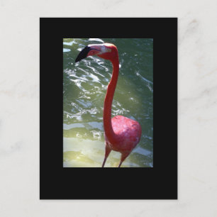 Rosa Flamingo Postkarte