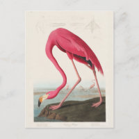 Rosa Flamingo, Vögel von Amerika von J.J. Audubon