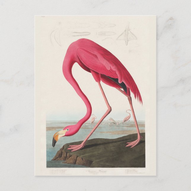 Rosa Flamingo, Vögel von Amerika von J.J. Audubon Postkarte (Vorderseite)
