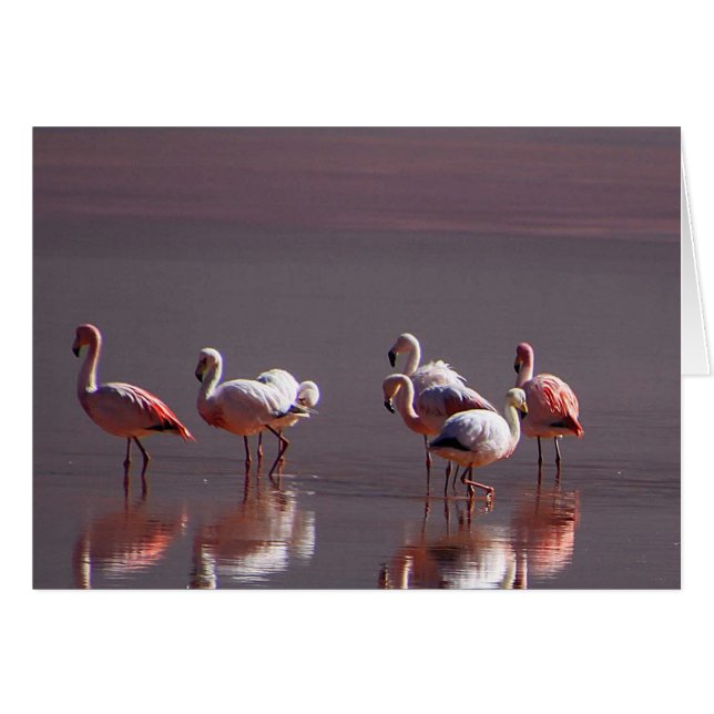 Rosa Flamingo - Vögel - Wasserspiegeln (Vorderseite (Horizontal))