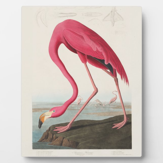 Rosa Flamingo von John Audubon Fotoplatte (Vorderseite)