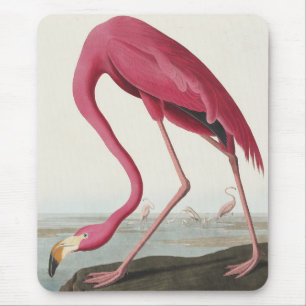 Rosa Flamingo von Vögeln Amerikas Mousepad