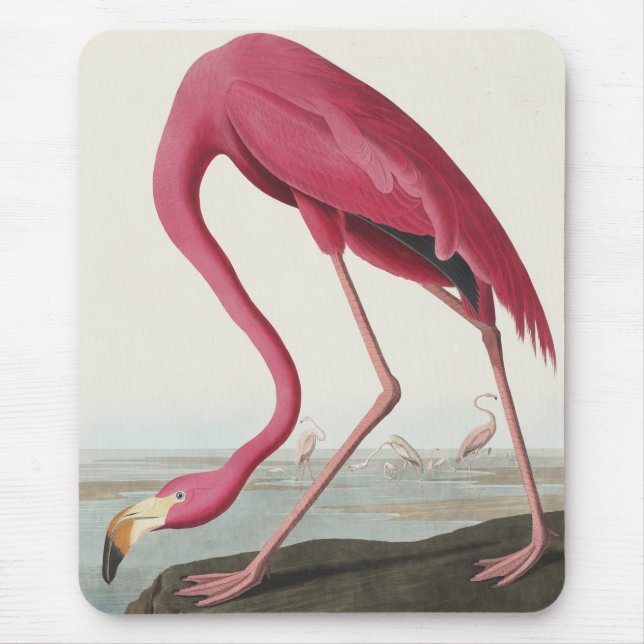Rosa Flamingo von Vögeln Amerikas Mousepad (Vorne)