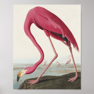 Rosa Flamingo von Vögeln Amerikas Poster