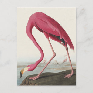 Rosa Flamingo von Vögeln Amerikas Postkarte