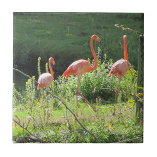 Rosa Flamingos Fliese